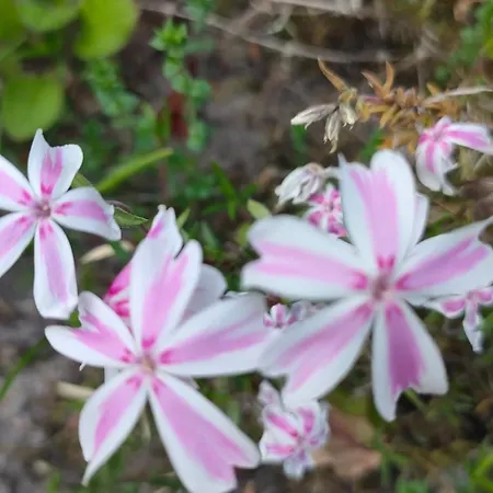 Sterne Luxus Heidesonne * ייסטבורג