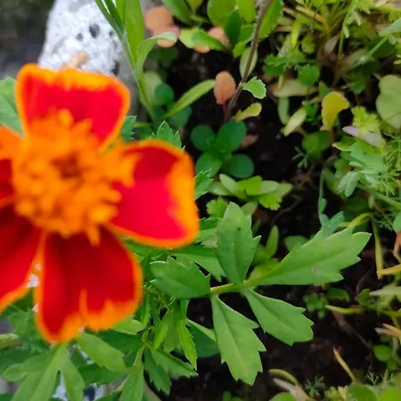 Wellness Oase Sterne Luxus Heidesonne *