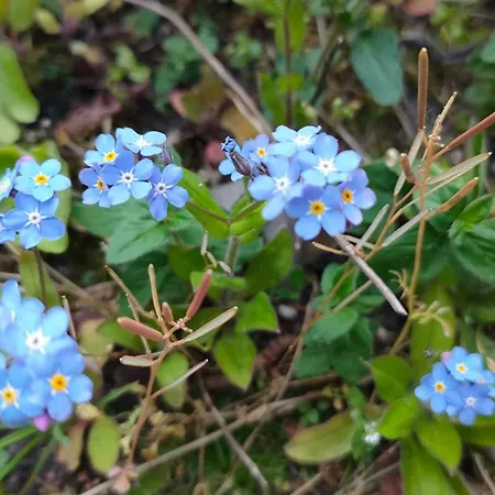 בית אירוח Sterne Luxus Heidesonne