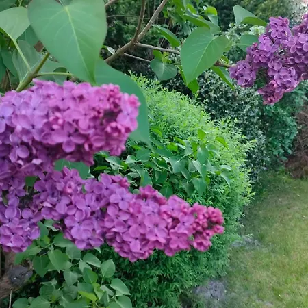 Wellness Oase Sterne Luxus Heidesonne *