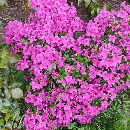 Sterne Luxus Heidesonne