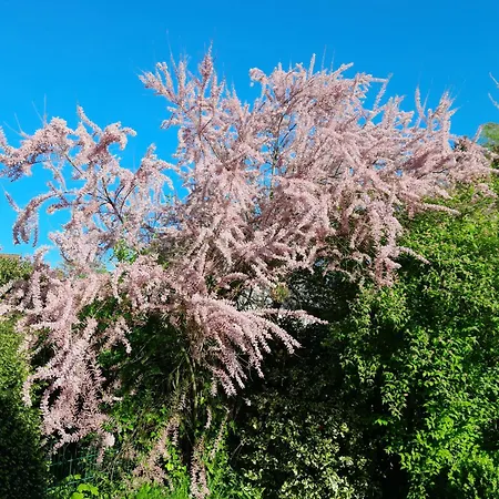 Δωμάτια σε οικογενειακή κατοικία Wellness Oase Sterne Luxus Heidesonne Jesteburg